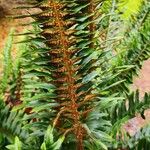 Polystichum lonchitis Folio