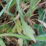 Centaurea napifolia Blatt