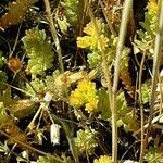 Sedum alpestre Blüte