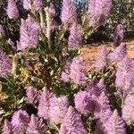 Ptilotus extenuatus Flor