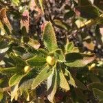 Rhododendron hirsutum List