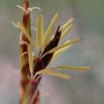 Carex digitata Характер