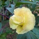 Gossypium barbadense Çiçek