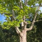 Platanus orientalis Листок