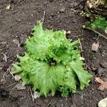 Lactuca sativa Leaf