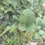 Rubus ellipticus Leaf