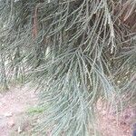 Sequoiadendron giganteum Foglia