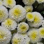 Chrysanthemum indicum Цвят