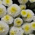 Chrysanthemum indicum Blomst