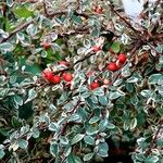 Cotoneaster microphyllus অভ্যাস