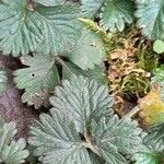 Potentilla indica Feuille