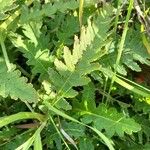 Pedicularis canadensis 叶