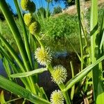 Sparganium emersum Flor