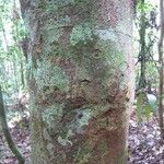 Abarema gallorum Ŝelo