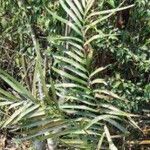 Ceratozamia mexicana Hostoa