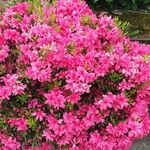 Rhododendron ferrugineum花