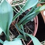 Galanthus elwesii Blad