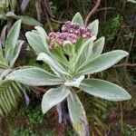 Psiadia anchusifolia Flower