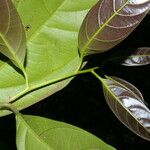 Pouteria izabalensis Leht