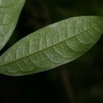 Duguetia inconspicua Leaf