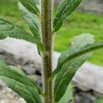 Solidago rugosa Corteza