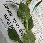 Amaranthus retroflexus Blatt