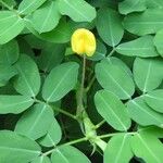 Arachis hypogaea Кветка