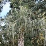 Butia capitata पत्ता