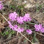 Phlox amoena Kvet