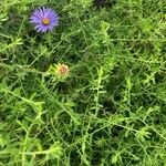 Symphyotrichum oblongifolium Flower