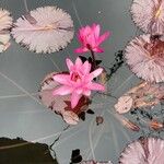 Nymphaea rubra 花