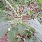 Amaranthus spinosus Blatt