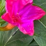 Mirabilis jalapa Flor