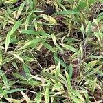 Microstegium vimineum Leaf