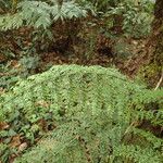 Asplenium hypomelas Blad