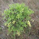 Baptisia bracteata Habit