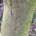 Ilex aquifolium Bark