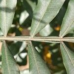 Filicium decipiens Leaf