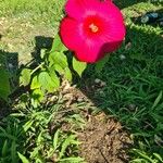 Hibiscus moscheutosFlower