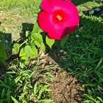 Hibiscus moscheutos Flower