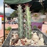 Euphorbia greenwayi Hoja