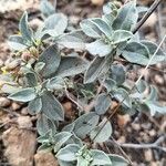 Helianthemum cinereum Blad