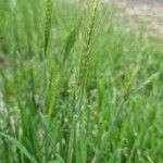 Hordeum murinumLeaf