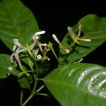 Palicourea psychotrioides फल