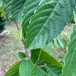 Cananga odorata Leaf