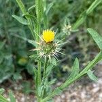 Centaurea melitensis Flor