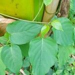 Paederia foetida Leaf