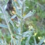 Arnebia decumbens Fruto