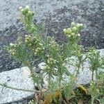 Conyza bonariensis 花