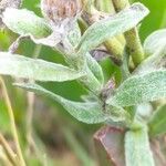 Gamochaeta pensylvanica Leaf